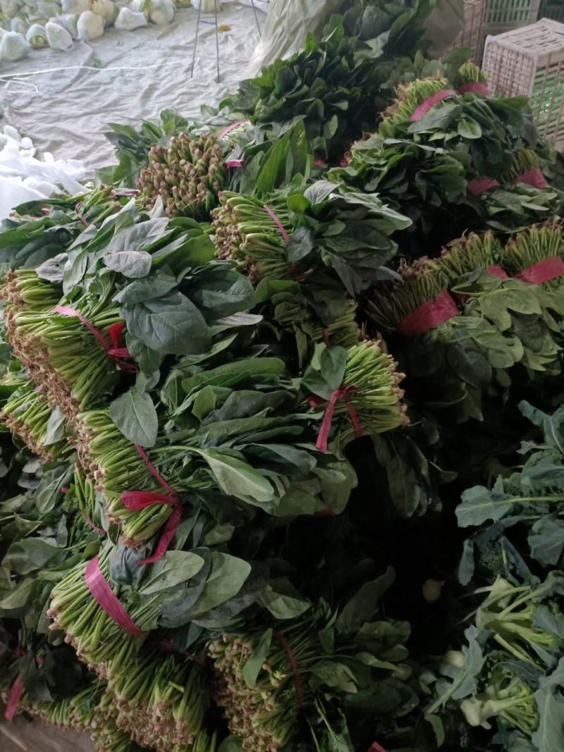 山东聊城蔬菜基地大叶菠菜大量上市25~30厘米