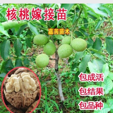 红仁核桃苗香玲核桃苗185/8518核桃苗量大签约