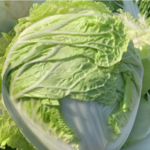 【精选秦白】秦白2号白菜产地直供需要联系4-6斤