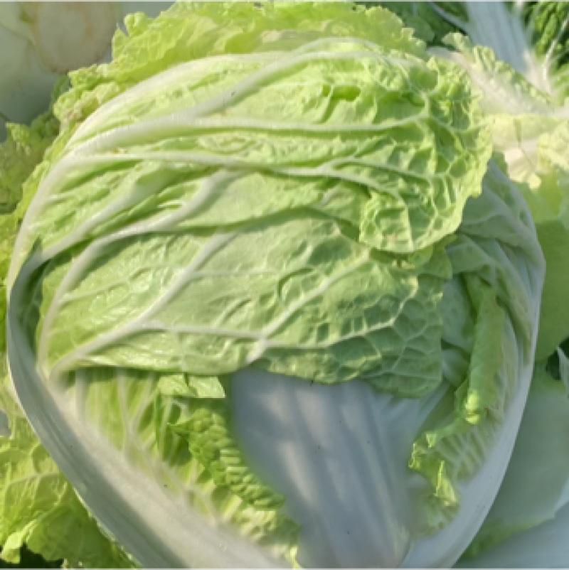 【精选秦白】秦白2号白菜产地直供需要联系4-6斤