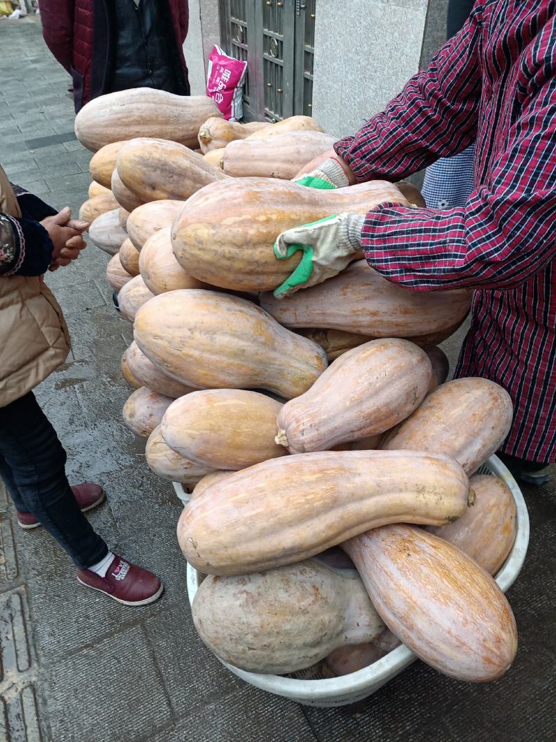 蜜本南瓜
