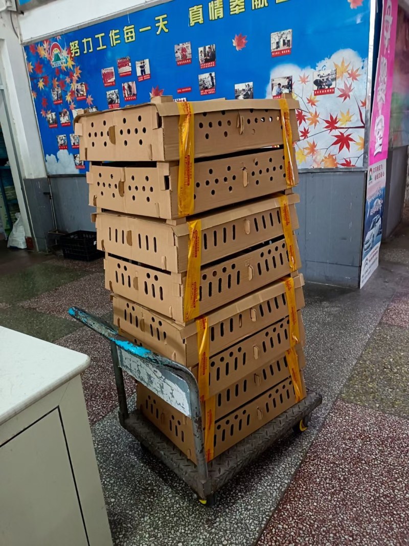 黑瑶鸡苗公苗母苗大种黑瑶鸡红瑶鸡苗出售直供遥鸡免费指导