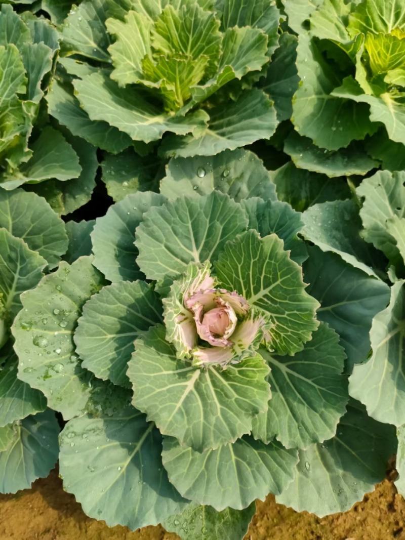 黄金条，耐寒花卉，可当草平，有双色杯，营养杯，质量优。