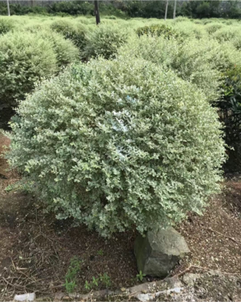 银姬小蜡，彩叶树种产品，颜色鲜艳，适合小区庭院