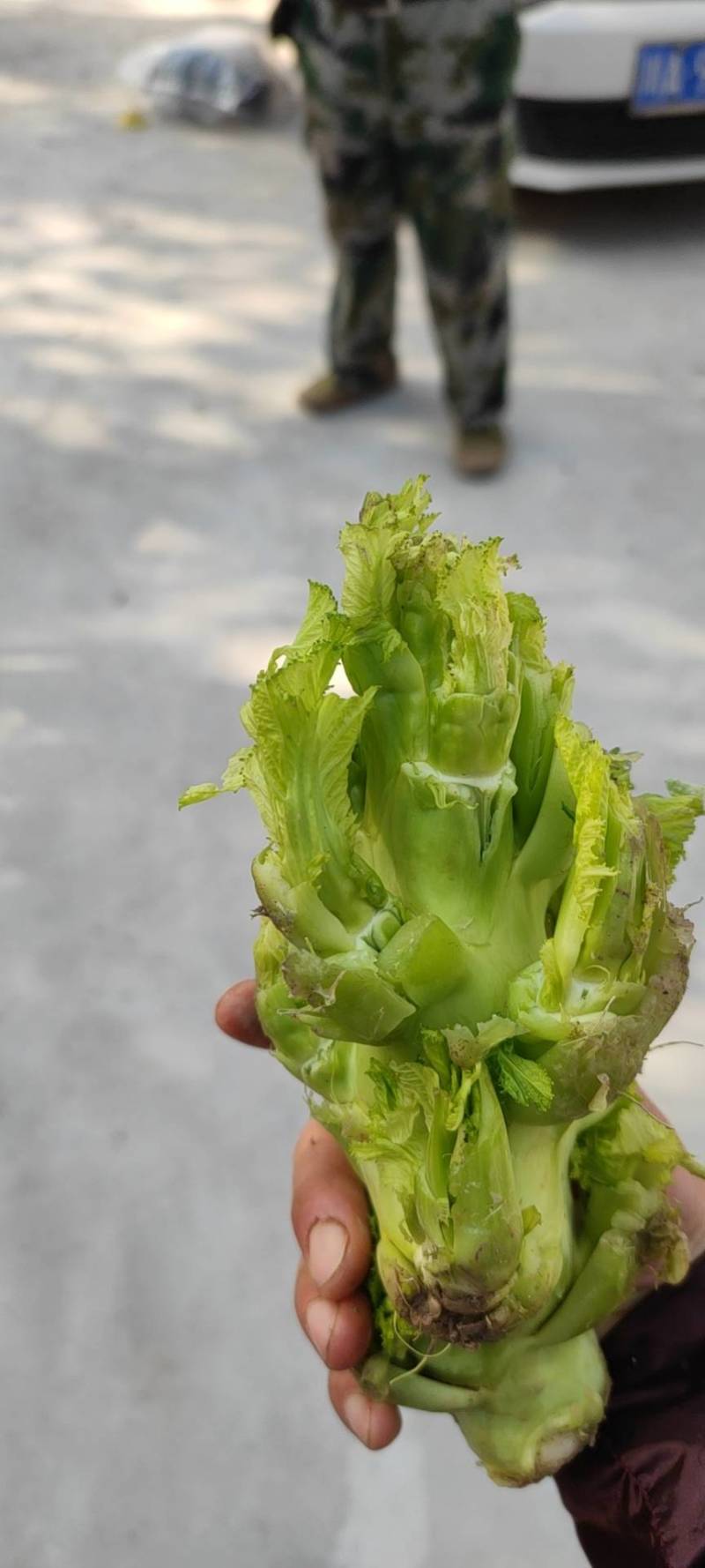 儿菜，加工厂货，儿菜尾货，统货。