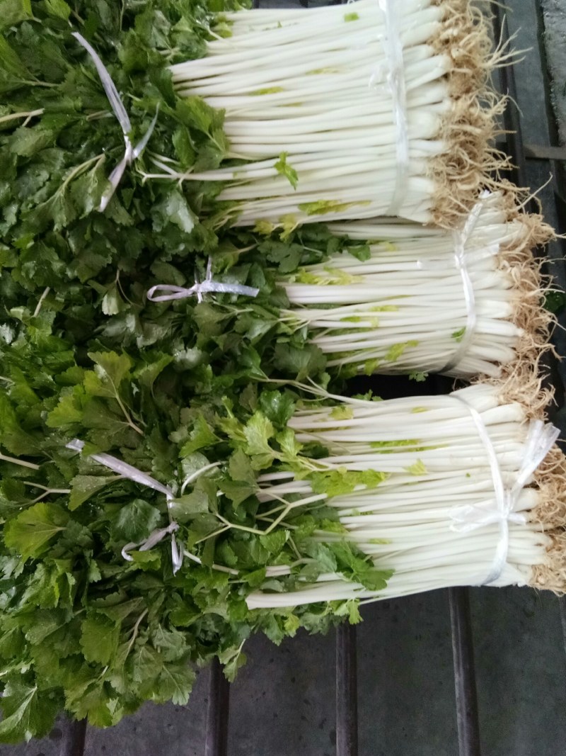 白芹菜（新鲜白芹菜实心现货供应）