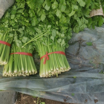 芹菜（小香芹），大棚芹菜大量上市，质量好无烧心