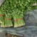 芹菜（小香芹），大棚芹菜大量上市，质量好无烧心