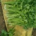 芹菜（小香芹），大棚芹菜大量上市，质量好无烧心