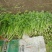 芹菜（小香芹），大棚芹菜大量上市，质量好无烧心