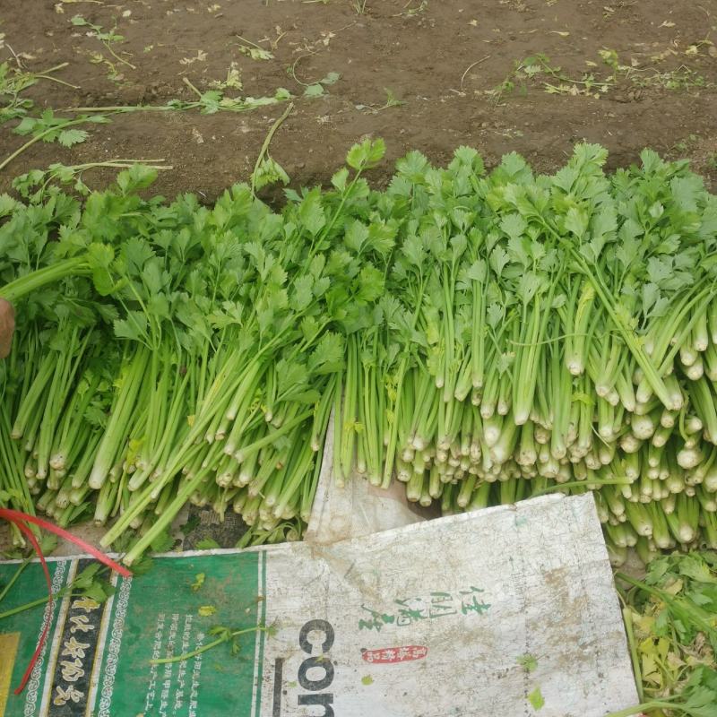 芹菜（小香芹），大棚芹菜大量上市，质量好无烧心