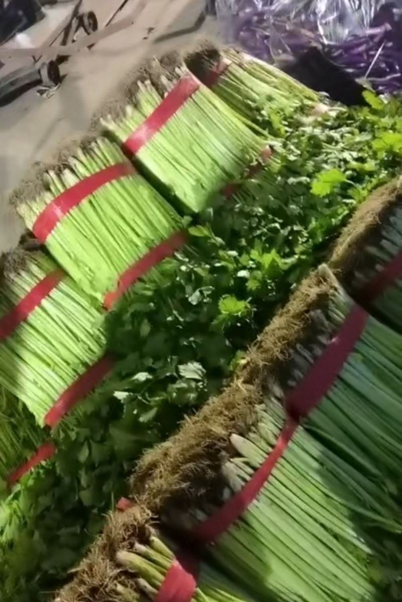 芹菜（小香芹），大棚芹菜大量上市，质量好无烧心