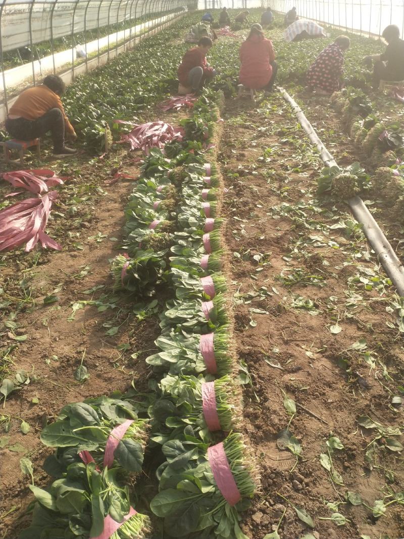 河南精品菠菜，大量上市，保质保量，欢迎采购