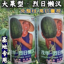 烈日懒汉西瓜种子大红瓤抗重茬抗病耐热抗裂超大果超甜西瓜种
