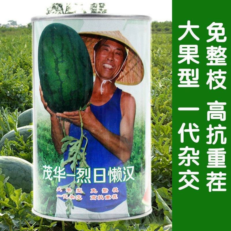 烈日懒汉西瓜种子大红瓤抗重茬抗病耐热抗裂超大果超甜西瓜种