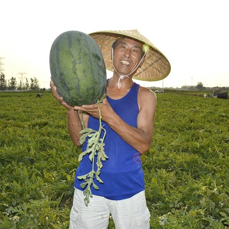 烈日懒汉西瓜种子大红瓤抗重茬抗病耐热抗裂超大果超甜西瓜种