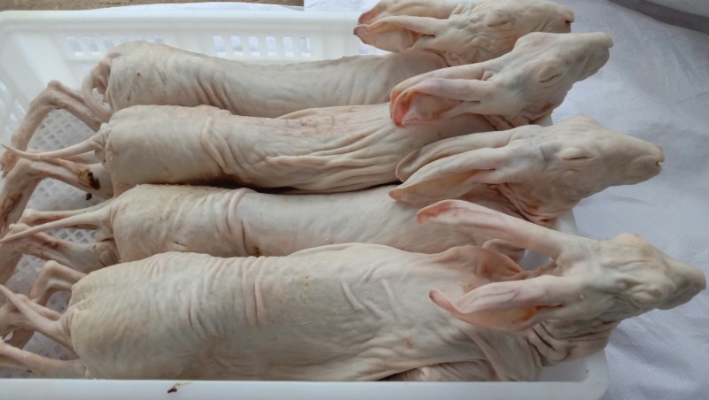 活杀，老兔，新鲜兔肉，量大从优，服务至上，质量就是生命，
