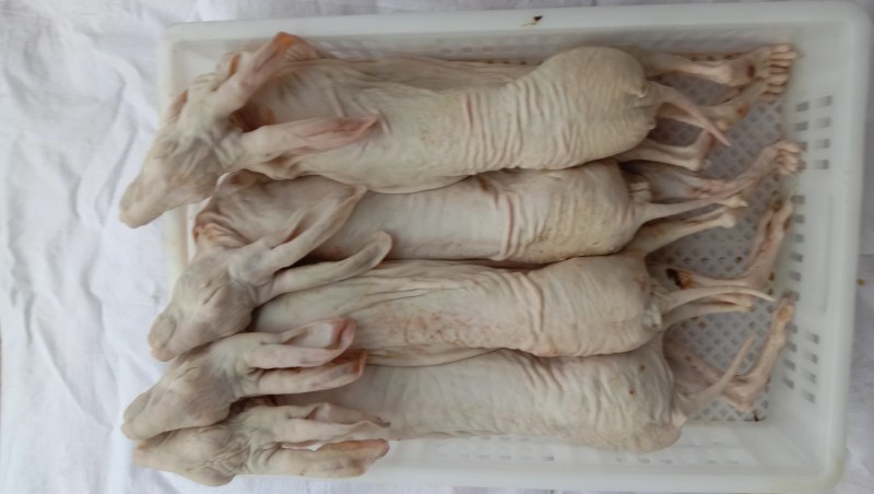 活杀，老兔，新鲜兔肉，量大从优，服务至上，质量就是生命，