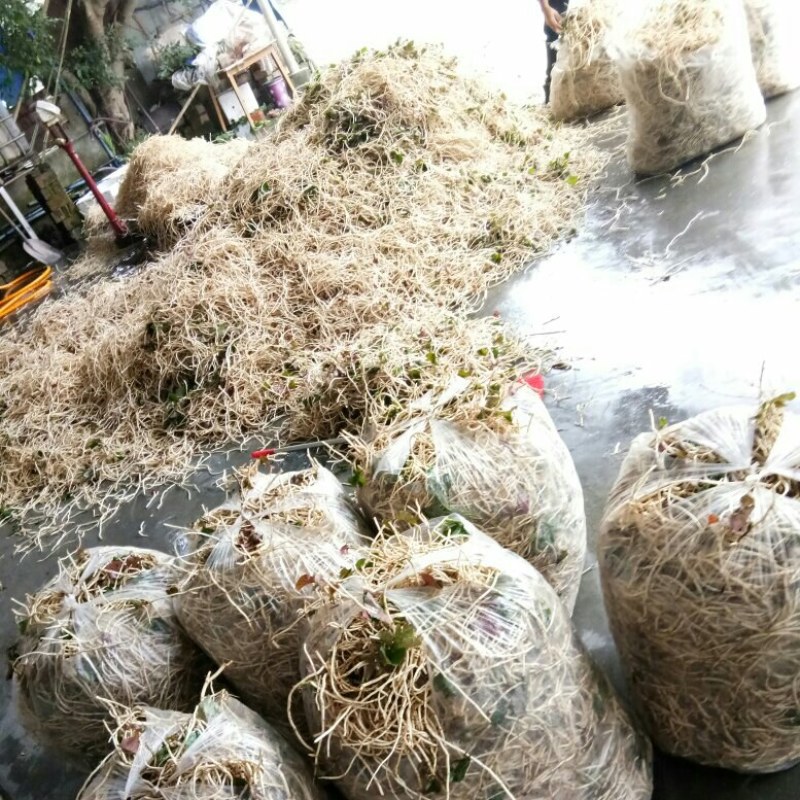 折耳根（新鲜折耳根现货供应）