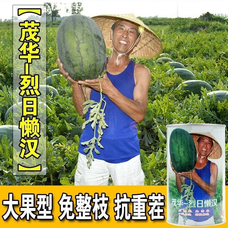 烈日懒汉西瓜种子大红瓤抗重茬抗病耐热抗裂超大果超甜西瓜种