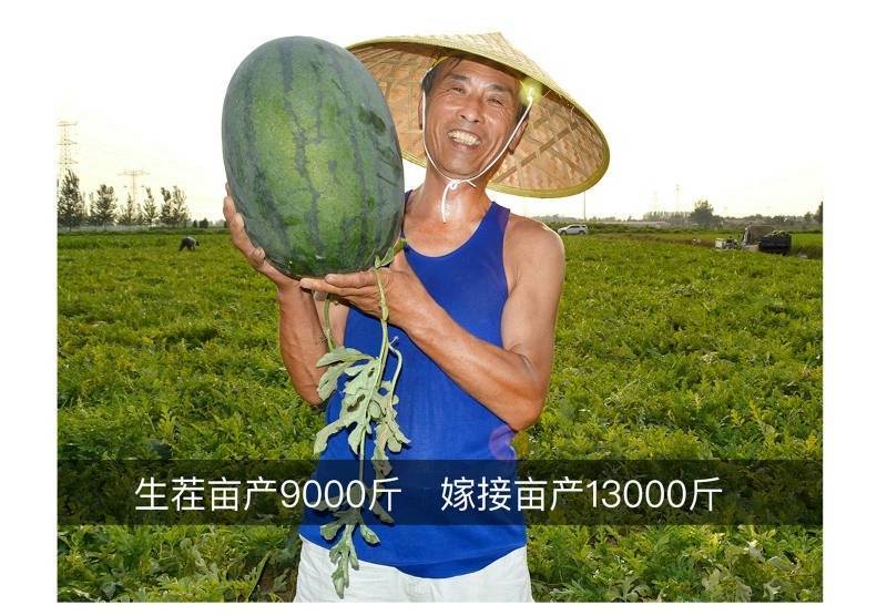烈日懒汉西瓜种子大红瓤抗重茬抗病耐热抗裂超大果超甜西瓜种