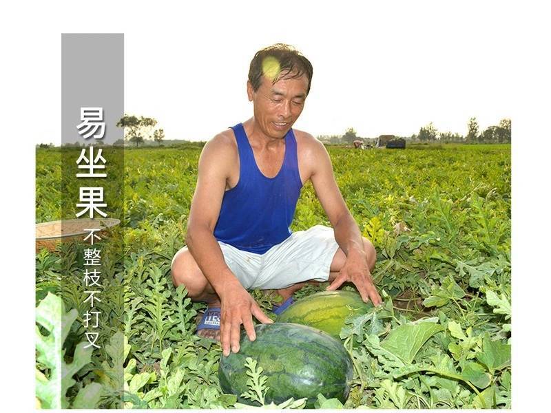 烈日懒汉西瓜种子大红瓤抗重茬抗病耐热抗裂超大果超甜西瓜种