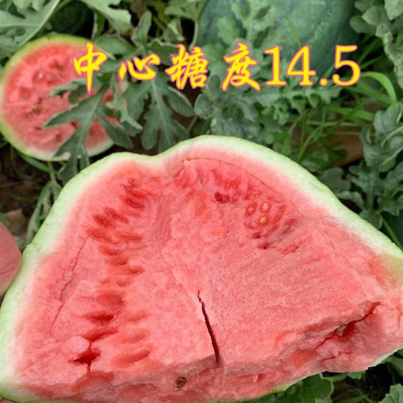 懒汉重茬王西瓜种子巨型特大免整枝抗病龙卷风水果西瓜种子