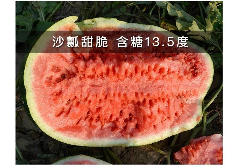 懒汉重茬王西瓜种子巨型特大免整枝抗病龙卷风水果西瓜种子