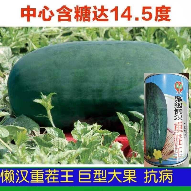 懒汉重茬王西瓜种子巨型特大免整枝抗病龙卷风水果西瓜种子