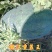 懒汉重茬王西瓜种子巨型特大免整枝抗病龙卷风水果西瓜种子
