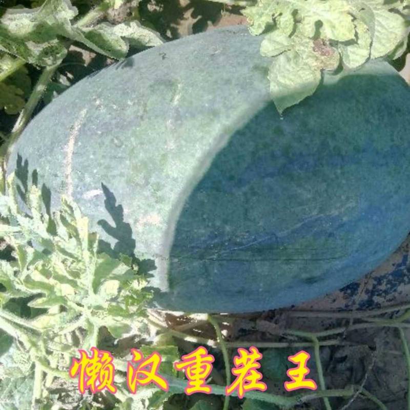 懒汉重茬王西瓜种子巨型特大免整枝抗病龙卷风水果西瓜种子