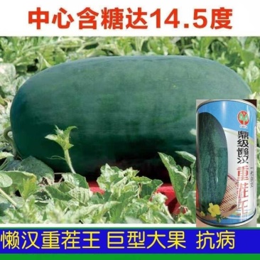懒汉重茬王西瓜种子巨型特大免整枝抗病龙卷风水果西瓜种子