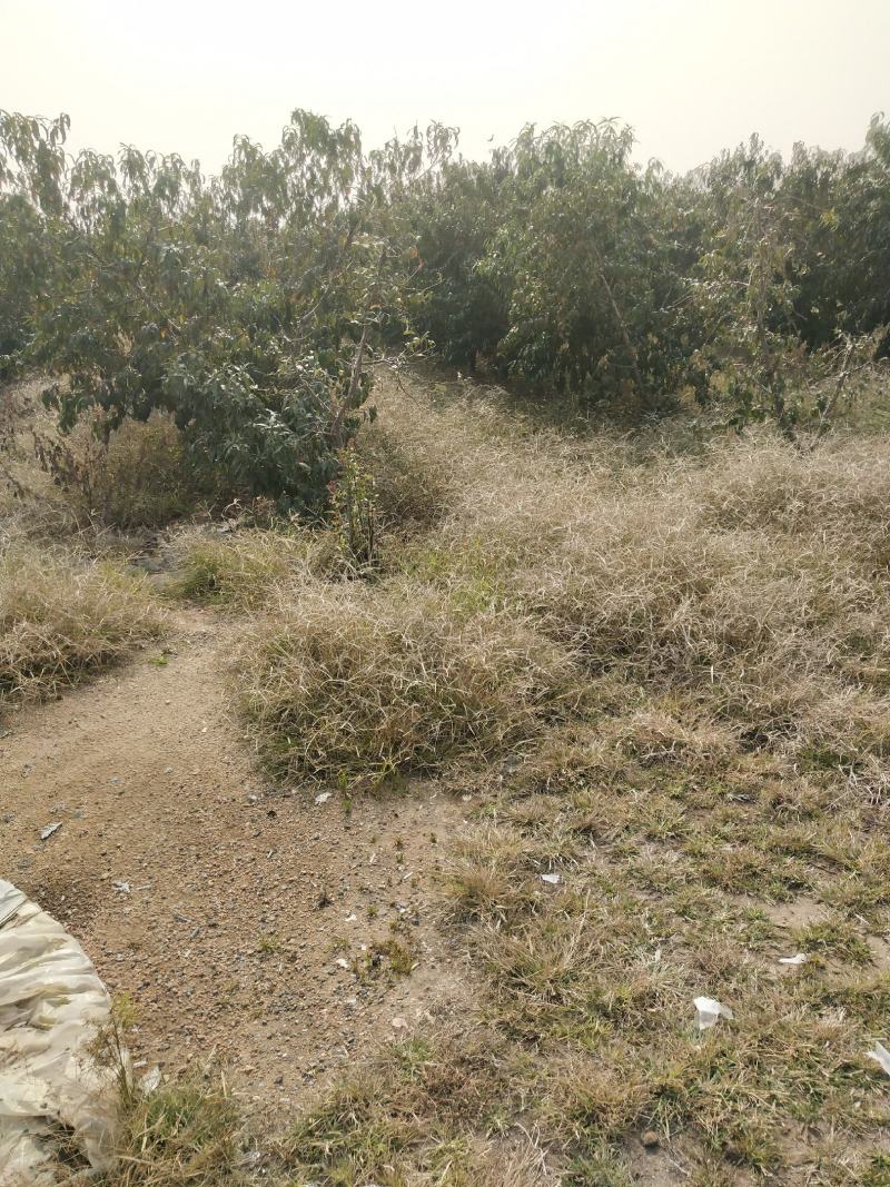 山东潍坊现有桃园80亩对外承包转让，位置佳需要的联系