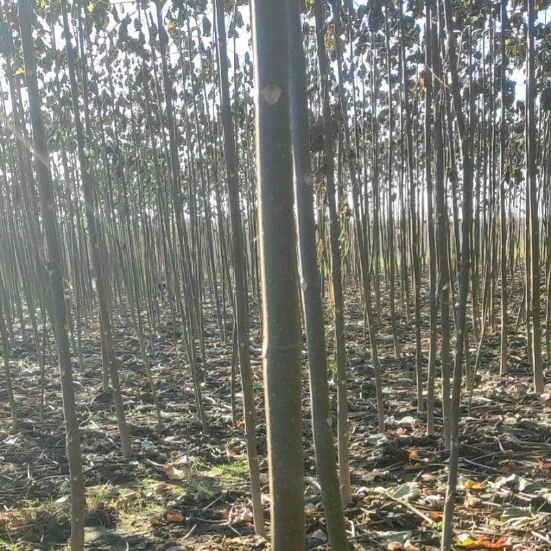 精品泡桐苗规格齐全价格优惠质量保证货源充足