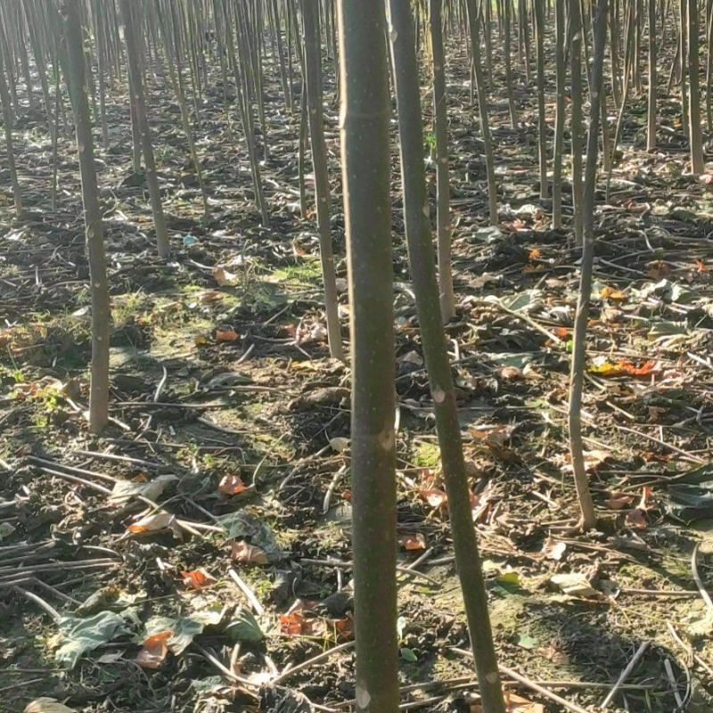 精品泡桐苗规格齐全价格优惠质量保证货源充足