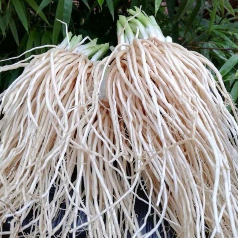 云南大理新鲜蔬菜大韭菜根
