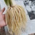 云南大理新鲜蔬菜大韭菜根