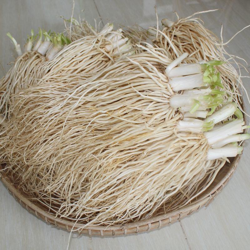 云南大理新鲜蔬菜大韭菜根