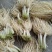 云南大理新鲜蔬菜大韭菜根