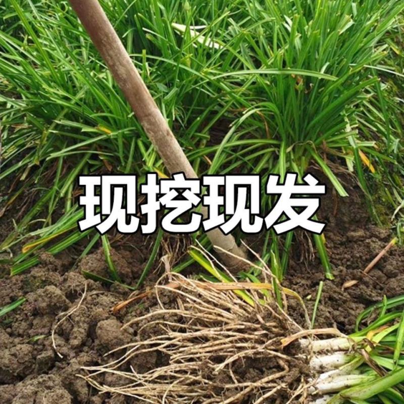 云南大理新鲜蔬菜大韭菜根