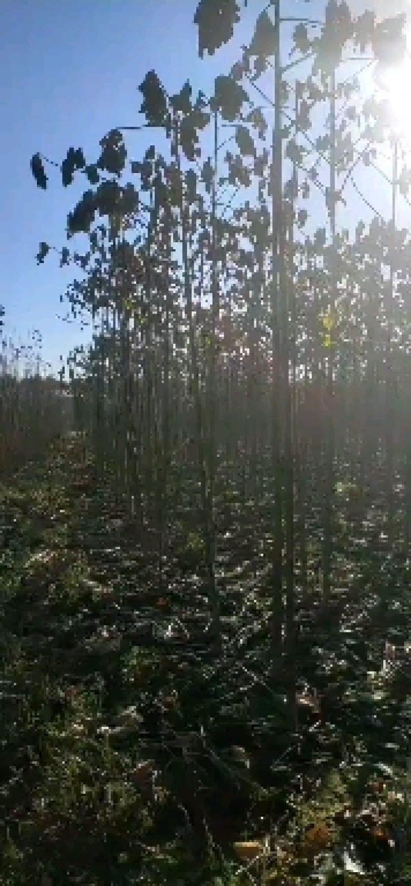 河南泡桐，精品泡桐，成活率高，根系发达，杆直，上货速度块