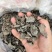 秦岭大山深处椴木木耳仿野生种植