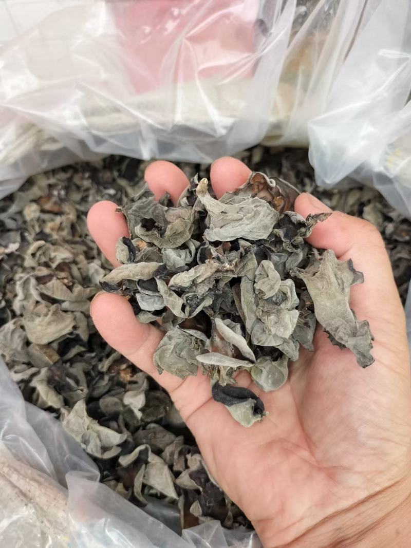 秦岭大山深处椴木木耳仿野生种植