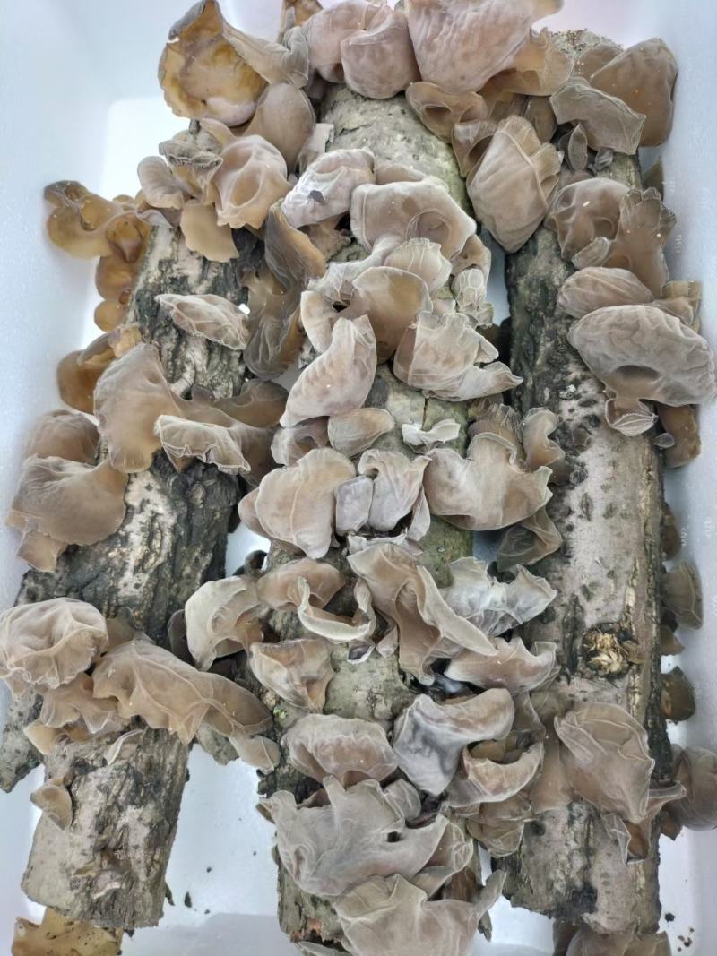秦岭大山深处椴木木耳仿野生种植