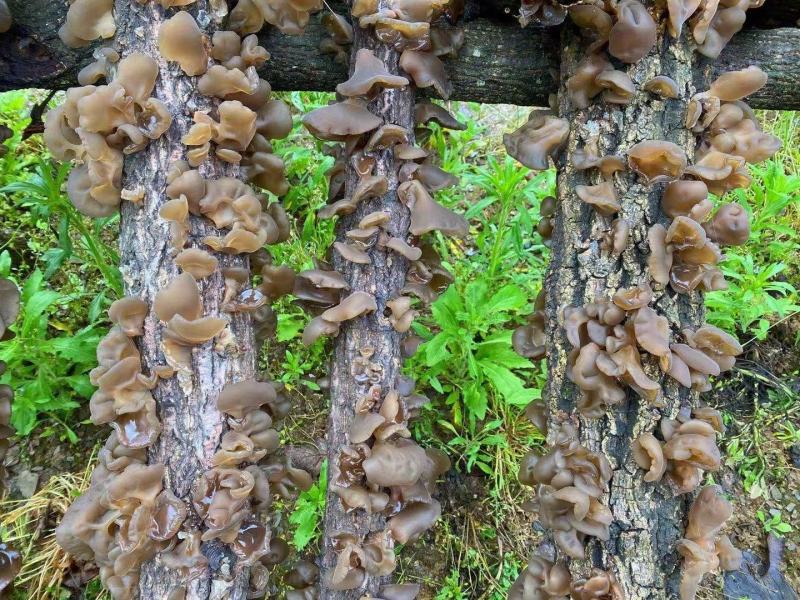 秦岭大山深处椴木木耳仿野生种植