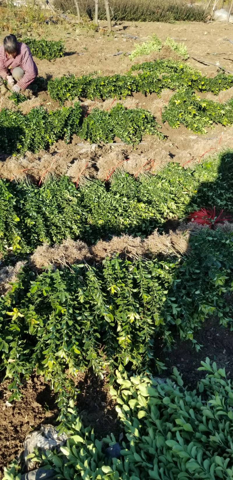 大叶黄杨苗。工程苗。直销。50高度直销。看苗挖苗