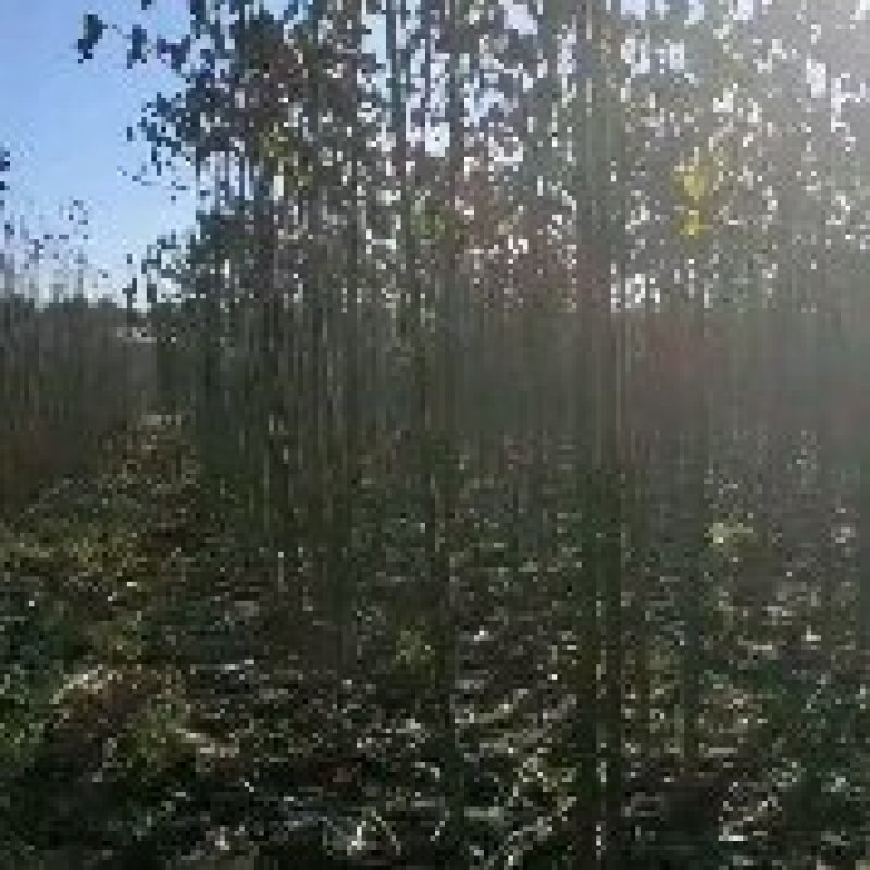 河南泡桐，基地直销，泡桐苗，杆直，成活率诚信经营