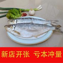 新鲜白鳞鱼咸香霉嘞鱼6成干咸鱼海鲜咸力鱼2斤腌制曹白鱼