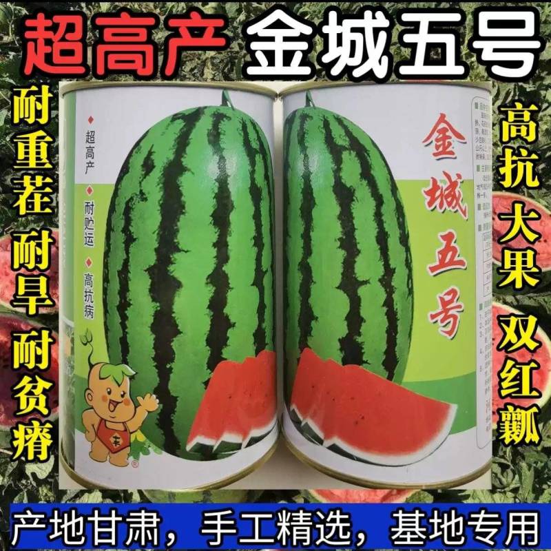 【双红瓤】金城五号西瓜种子特大甘肃压砂西瓜沙漠西瓜种子