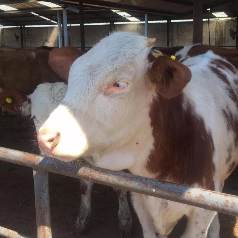 【买十送一】西门塔尔肉牛犊鲁西黄牛五元杂交牛杂交牛